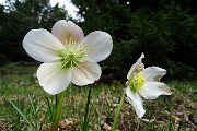 09 Rose di Natale (Helleborus Niger) in primavera